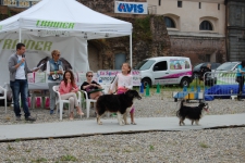 ORZI DOG SHOW 2013