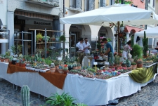 PIAZZA IN FIORE 2015