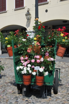 PIAZZA IN FIORE 2015