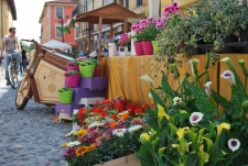 PIAZZA IN FIORE 2015